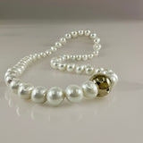 Freshwater Strand with Fancy Gold Clasp