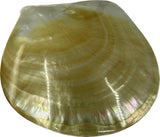 Polished Mother Of Pearl Shell